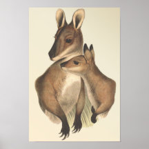Painted Wallaby Mother and Baby Posters