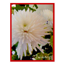 "Painted White Mums" Post Cards