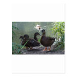 Pair Of Ducks Postcards