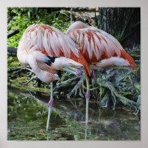Pair of flamingos copy poster