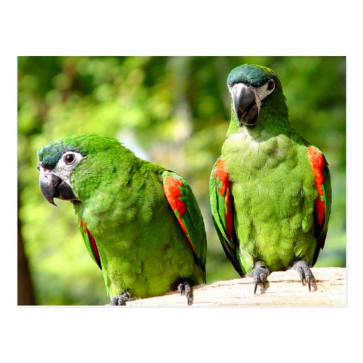 Pair Of Green Parrots Postcard