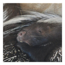 Pair of Porcupines Invitations