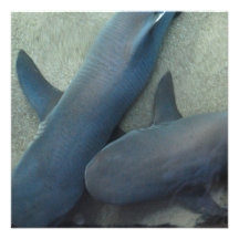 Pair of Sharks Invitations