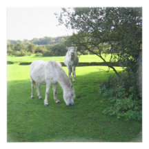 Pair of White Horses Invitation