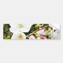 Pale Beauties Bumper Sticker
