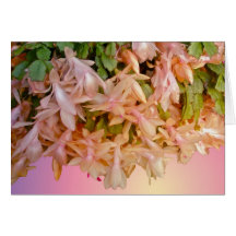 Pale Pink Christmas Cactus Note Card