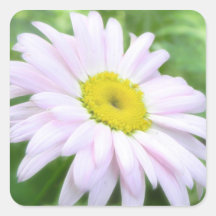 Pale Pink Painted Daisy Square Stickers