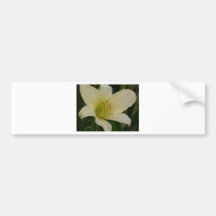 pale yellow lily bumper sticker