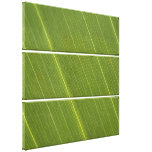 Palm Tree Leaf Stretched Canvas Print