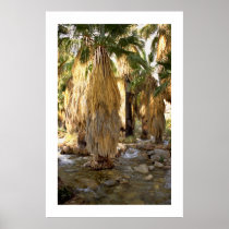 Palm Tree  posters