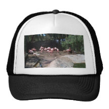 Palmitos Park Hat