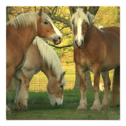 Palomino Draught   Horses Invitation