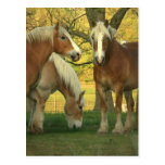 Palomino Draught   Horses Postcard