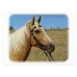 Palomino Horse 9R015D-184 Post Cards