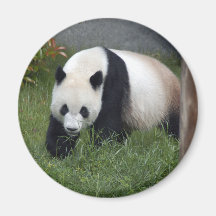 panda113 fridge magnets