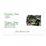 Panda Bears Business Card