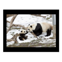 Panda Bears Postcard