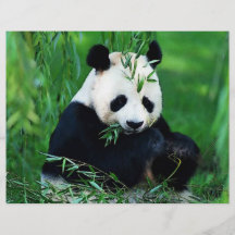Panda Flyer