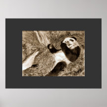 Panda Play Toned Print-Huge