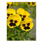 Pansies  flowers postcards