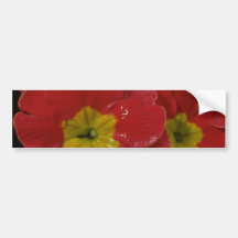 Pansies In Red Bumper Sticker