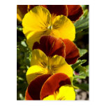 Pansies Post Cards