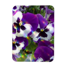Pansies  Premium Magnet