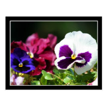 Pansy Flower postcard