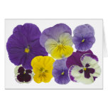 pansy flowers greeting card
