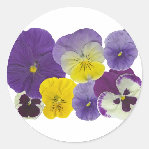 pansy flowers stickers