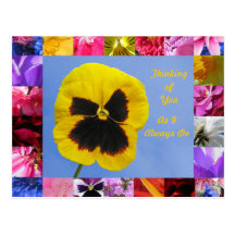 Pansy Garden Postcard
