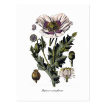 Papaver somniferum postcards