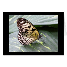 Paper Kite Tropical Butterfly Greeting Cards