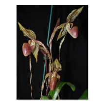 PAPH. Show Shan x Hulk Post Card