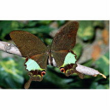 Papilionoideae butterfly, Malaysia Photo Sculpture