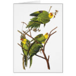 Parakeet - by John Audubon Greeting Card