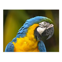 Parrot Postcards