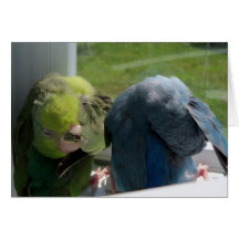 Parrotlet Birds Humourous Greeting Card Photo