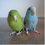 Parrotlet Sculpture Photo Sculptures