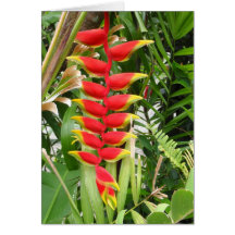Parrot's Beak Helicona Card