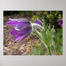 Pasque Flower ~ print