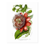 Passiflora quadrangularis decaisneana postcard