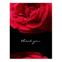 Passion Red Rose Thank You Postcard