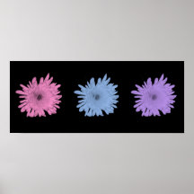 Pastel Chrysanthemums Posters
