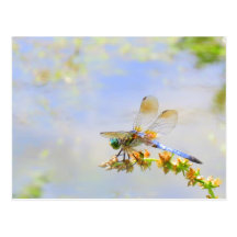 Pastel Dragonfly Postcard