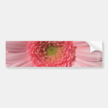 Pastel Pink Daisy  Bumper Stickers