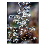 Pasture Postcard