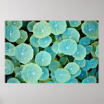 Patch of nasturtium flowers  flowers print