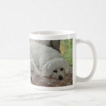 Patient Coton De Tulears Mug