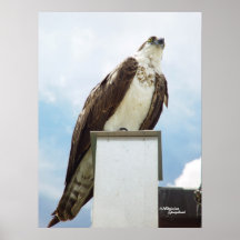 Patient Osprey Poster